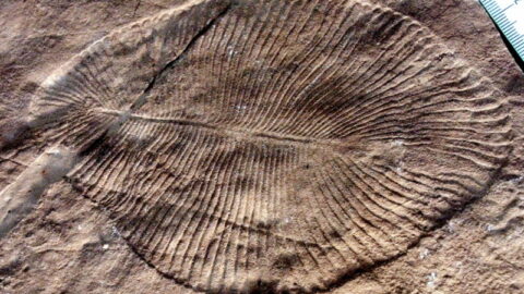 Dickinsonia fossil impression in ancient rock