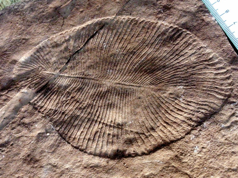 Dickinsonia fossil impression in ancient rock