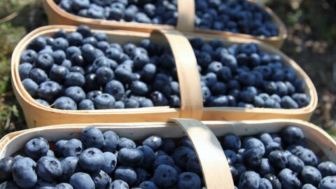 Baskets of freshly harvested blueberries, the fruit at the centre of an expanded frozen berry recall