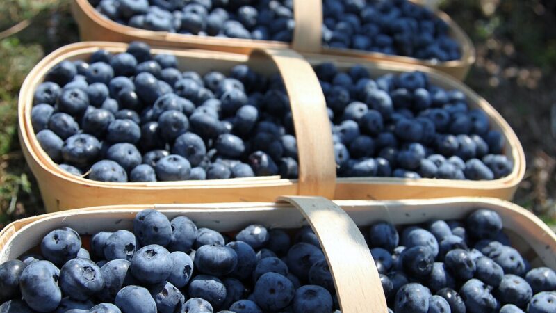 Baskets of freshly harvested blueberries, the fruit at the centre of an expanded frozen berry recall
